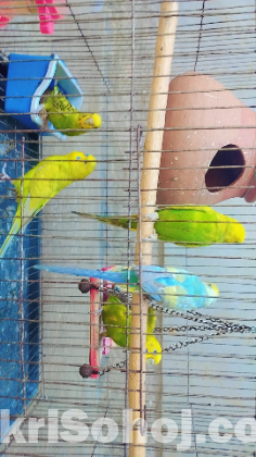 বাজরিকা পাখি